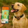 NordPaw GPS dog tracker collar – view 3